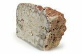 Paleoproterozoic Stromatolite (Eucapsiphora) Section - Australia #239960-1
